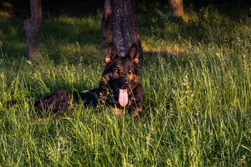 Close up photo of a germen shepherd dog lying in grass during a summer walk.