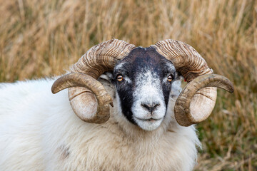 A close up of a Scottish Blackface sheep in Scotland