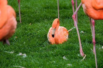 Serene Majesty: Pink Flamingos at Rest
