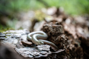 Eastern slowworm (Anguis colchica) female on a fallen log