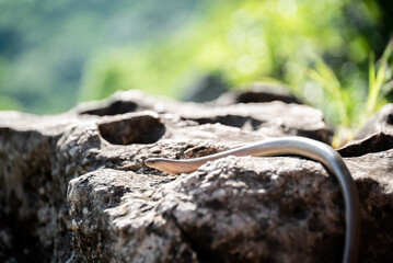 Eastern slowworm (Anguis colchica) female basking on rocks