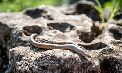 Eastern slowworm (Anguis colchica) female basking on rocks