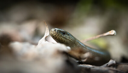 Eastern slowworm (Anguis colchica) female in the undergrowth, close-up