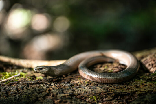 Eastern slowworm (Anguis colchica) female on a fallen log