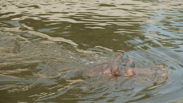 Hippopotamus floats in the river. Muzzle close-up.