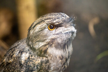 Tawny Frogmouth (Podargus strigoides)