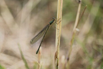 Agrion
