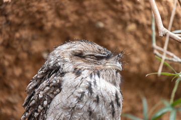 Tawny Frogmouth (Podargus strigoides) - Nocturnal Australian Bird Perched on a Tree