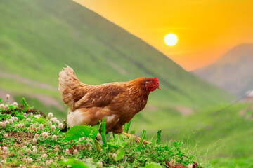 Chickens grazing in the greenery at sunset.