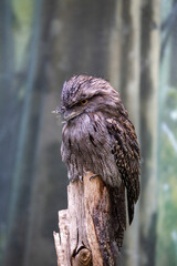 Tawny Frogmouth (Podargus strigoides)