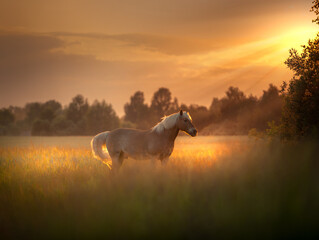 Golen horse is on a field on the sunset light - 619831862