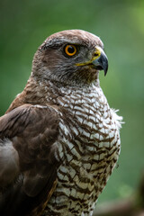 Northern goshawk (Accipiter gentilis) female in a lowland European forest, portrait