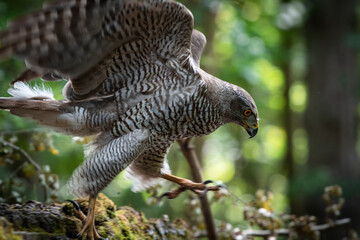 Northern goshawk (Accipiter gentilis) female in a lowland European forest, beautiful wing feathers