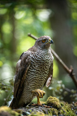 Northern goshawk (Accipiter gentilis) female in a lowland European forest