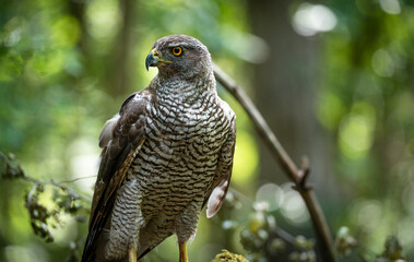 Northern goshawk (Accipiter gentilis) female in a lowland European forest