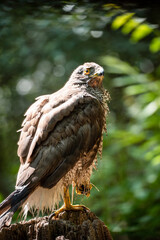 Northern goshawk (Accipiter gentilis) female in a lowland European forest, drying after a bath