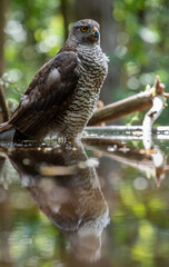 Northern goshawk (Accipiter gentilis) female in a lowland European forest standing in a pond
