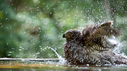 Northern goshawk (Accipiter gentilis) female in a lowland European forest bathing in a pond