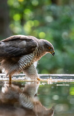 Northern goshawk (Accipiter gentilis) female in a lowland European forest walking in a pond