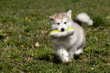 Little alaskan malamute husky puppy play with toy on grass © Alina Ziabrieva