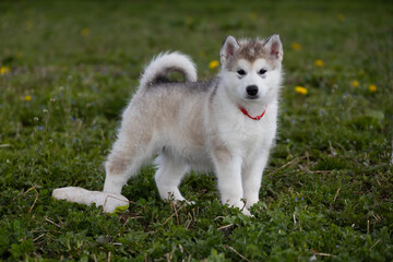 Cute little pomski Husky Alaskan Malamute puppy playing having fun in the grass running around standing sitting in the park