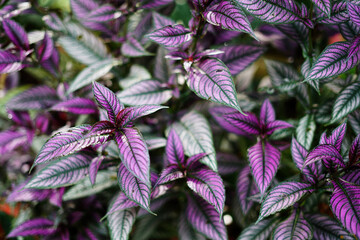 close up of Persian Shield
