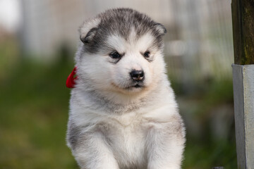 Cute little pomski Husky Alaskan Malamute puppy playing having fun in the grass running around standing sitting in the park