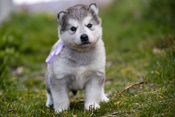 Cute little pomski Husky Alaskan Malamute puppy playing having fun in the grass running around standing sitting in the park