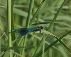 Male Banded Demoiselle perched on a blade of grass.