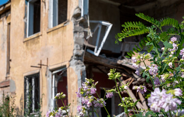 fresh natural flowers against the background of destroyed burnt houses war in Ukraine