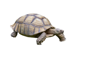 Big Sulcata Tortoise or turtle walking isolated on white background included clipping path.