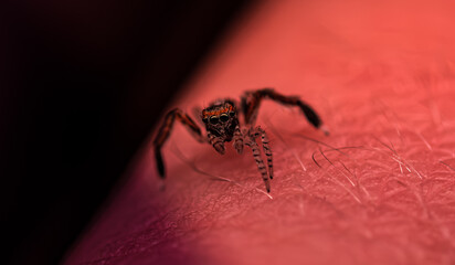 Araignée mignonne