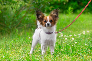 Little puppy cute papillon shih tzu chihuahua yorkshire terrier plays in the grass runs jumps on the green lawn in the park