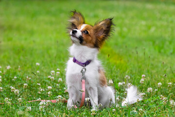 Little puppy cute papillon shih tzu chihuahua yorkshire terrier plays in the grass runs jumps on the green lawn in the park