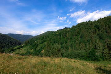 Fototapeta na wymiar Carpathian mountains in the summer