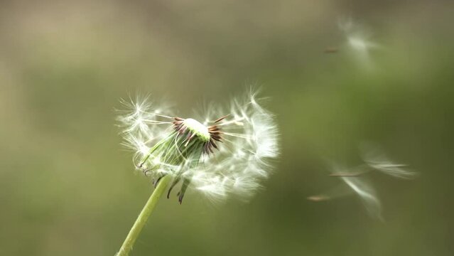 Blowing away dandelions with the wind