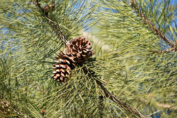 Pinecones On A Pine Tree In Early December In Wisconsin