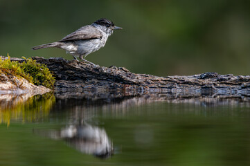 Male Blackcap bathing in a reflection pool of water in a pond