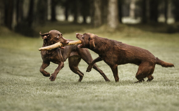 Hunde spielen