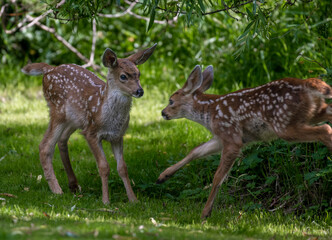 Two young spotted fawns playing in the grass