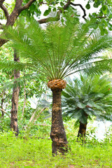 Cycad Khao or Assam Cycad is a plant in the genus Cycads. Found at elevations around 300 - 1200 meters in dry areas and on limestone hills and red soil in monsoon zones. - obrazy, fototapety, plakaty