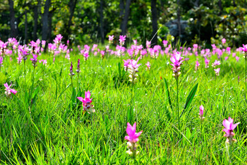 Pink flowers are among the green fields.