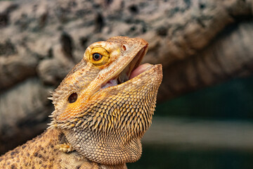 close up of a lizard