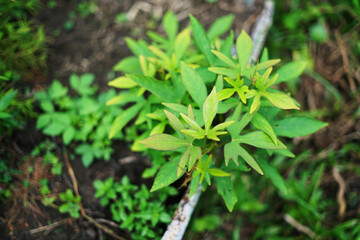 sweat potato in the garden