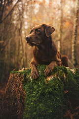 Labrador Hund am Baumstumpf