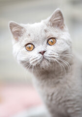 Luxus Katzen , Britisch Kurzhaar edel Kitten