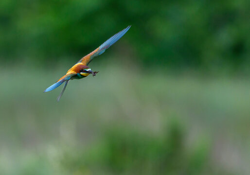 Bee eater in flight with inect