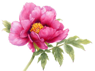 Hand drawn watercolor illustration of peony flower isolated on white background. © Viktoria