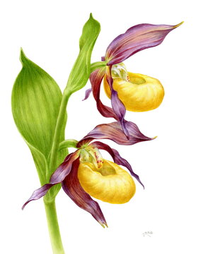 Watercolor orchid Cypripedium Calceolus, hand drawn floral illustration isolated on a white background.