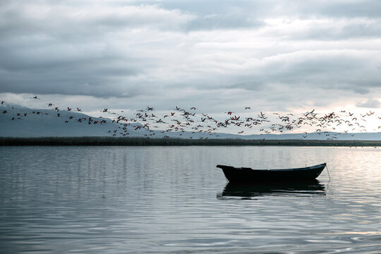 lake eber migration of flamingos